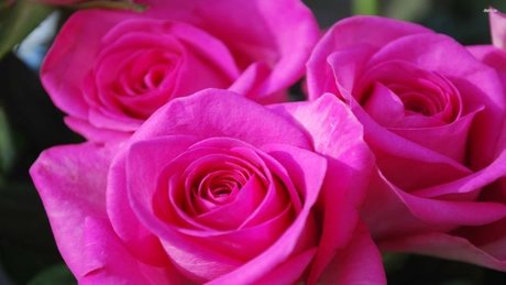 Photo nue de fuite OnlyFans de Rose