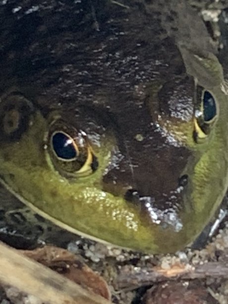 Photo nue de fuite OnlyFans de Onlyfrogs
