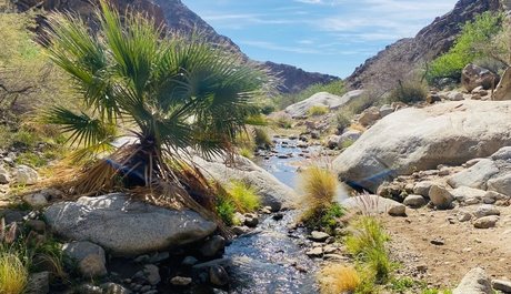 Oasis