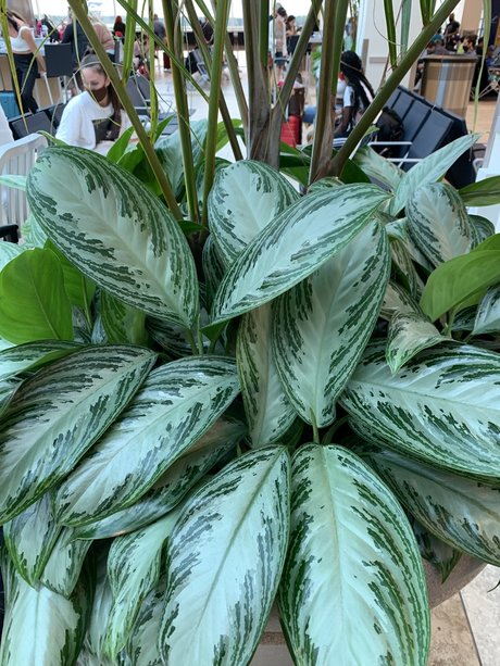 Photo nue de fuite OnlyFans de Only Plants