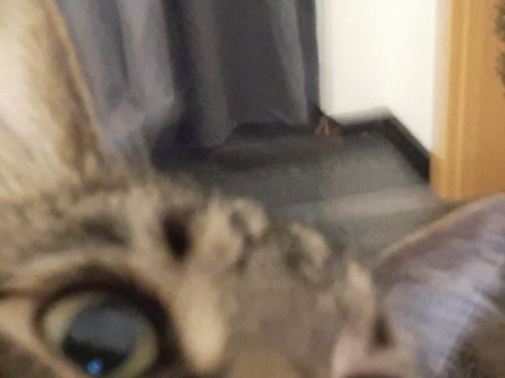 Photo nue de fuite OnlyFans de Onlycats