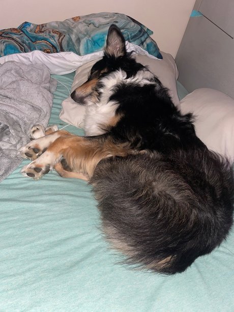 Onlypaws