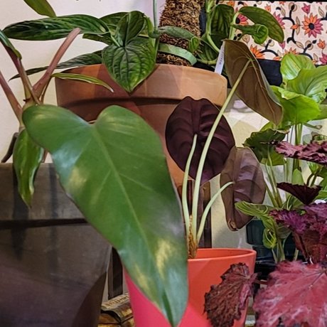 Plantsandnudes