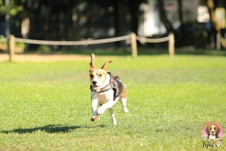 Photo nue de fuite OnlyFans de Pipas The Beagle
