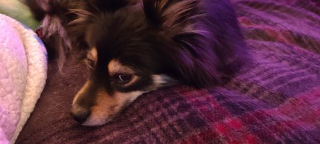 Photo nue de fuite OnlyFans de Pomsky Mom