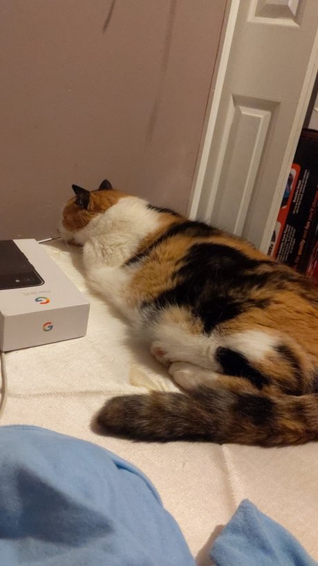 Chillingwithcats