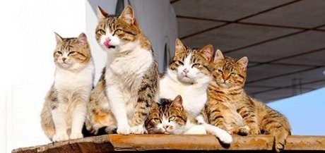 Fat Cat 