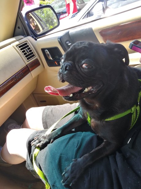 Photo nue de fuite OnlyFans de Pug N Company