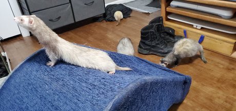 Photo nue de fuite OnlyFans de Ferret Fuzz Butts