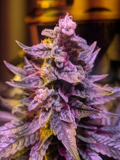 Photo nue de fuite OnlyFans de Ganja Farmer
