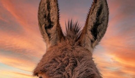 Photo nue de fuite OnlyFans de Burro Donkey