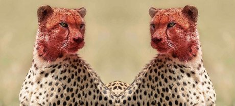 Tatted Cheetah