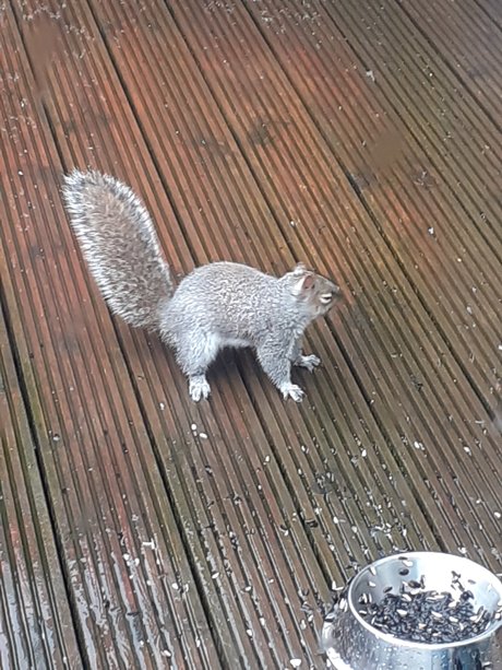 Photo nue de fuite OnlyFans de Sexysquirrel
