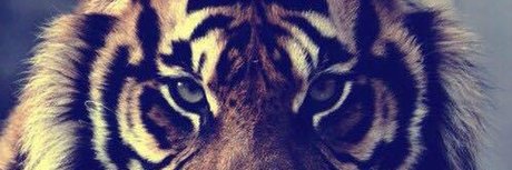 Photo nue de fuite OnlyFans de Tiger Papi 