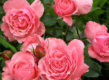 Precious Rose