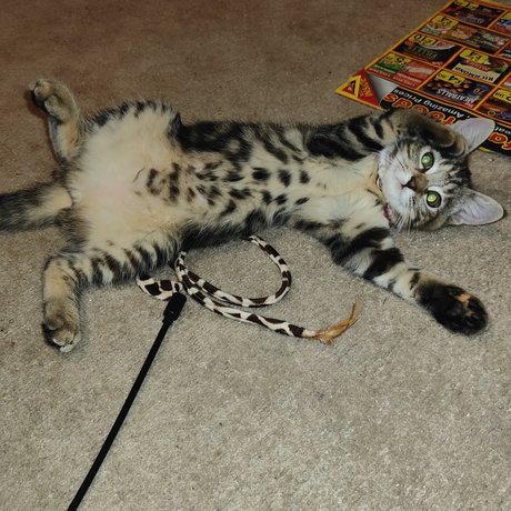 Mewpaul