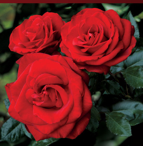 Photo nue de fuite OnlyFans de Rose Mystik