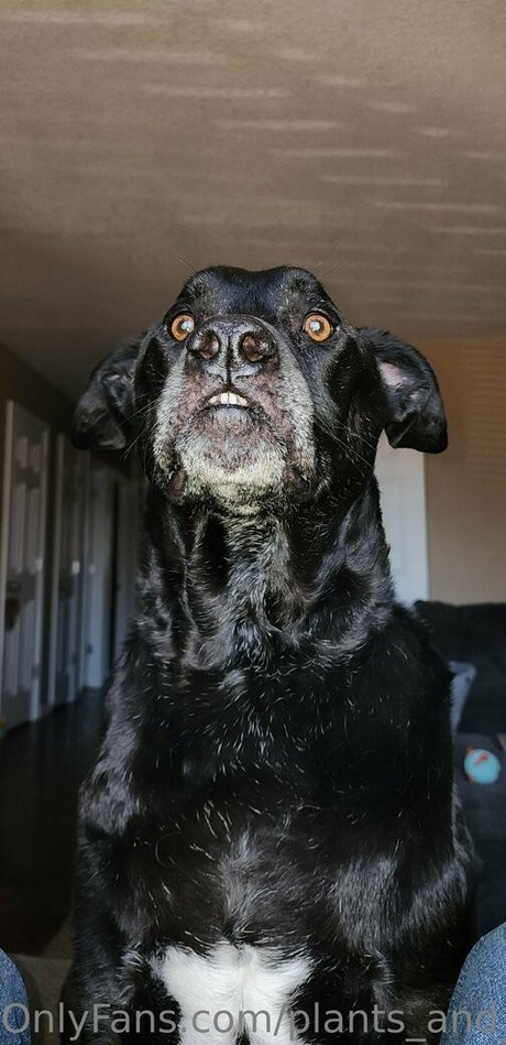 Plants_and_piercings