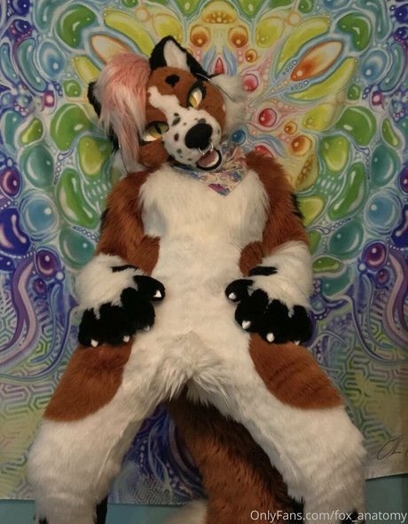 Fox_anatomy