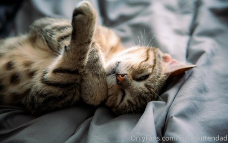 Fosterkittendad