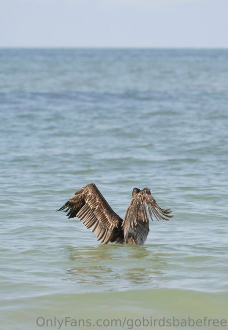Gobirdsbabefree